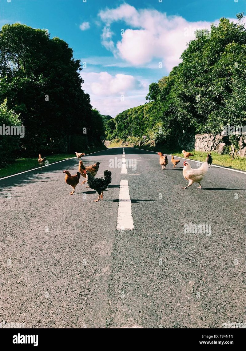 Chicken road - Descubre el Misterio de la Calle de la Pechuga en el Casino de España