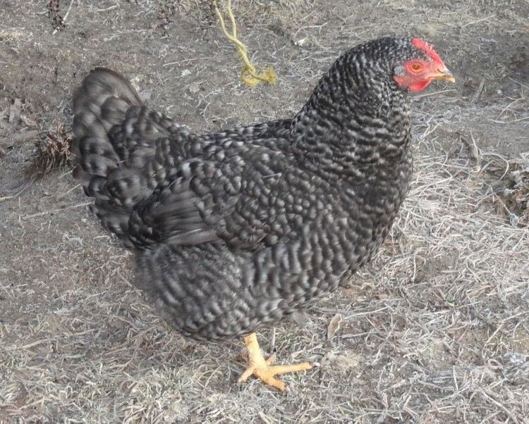 Guide to chicken road casino